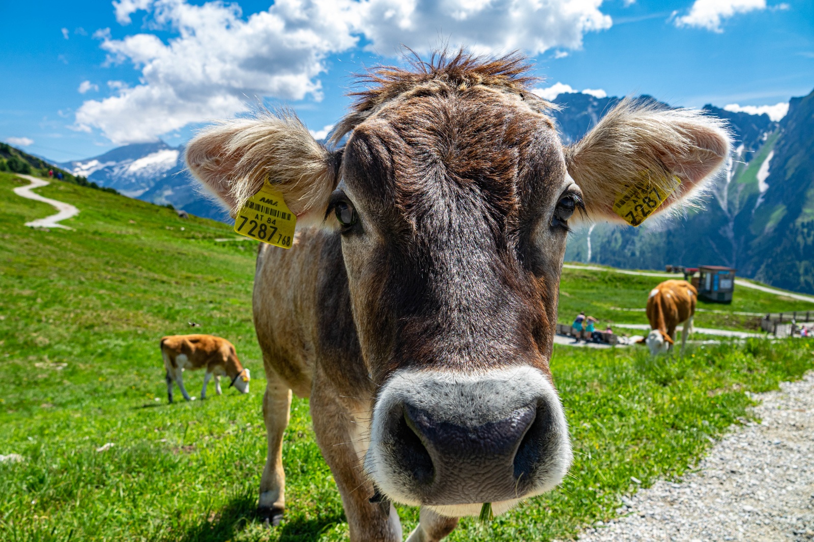 Kuh auf dem Ahorn im Zillertal